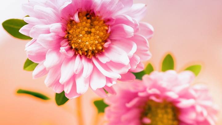 Pair Of Pink Floral Flower